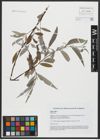 Foto von Salix alba L.